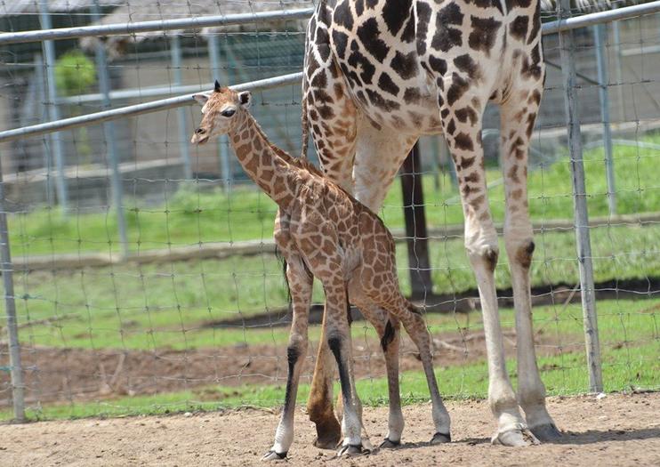 A' Famosa Safari Wonderland